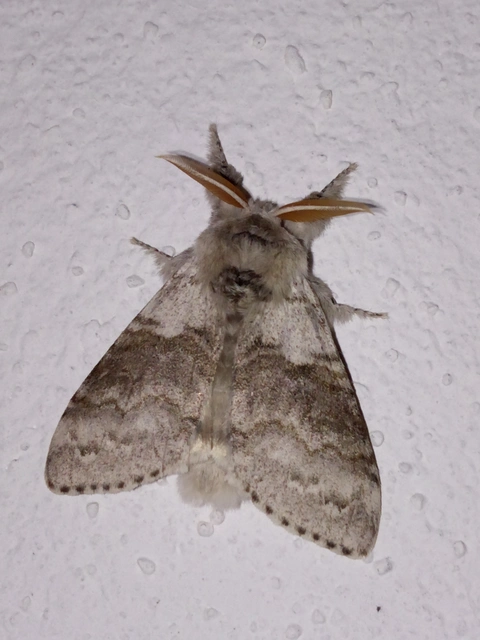 Calliteara pudibunda - hamvasszövő