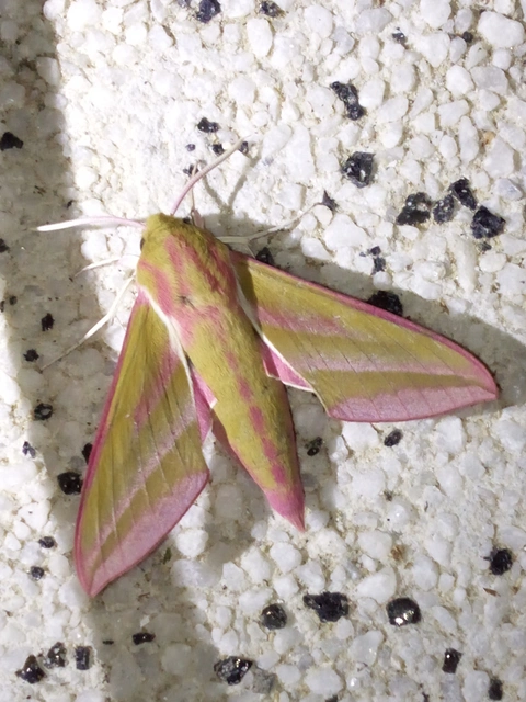Deilephila elpenor - szőlőszender