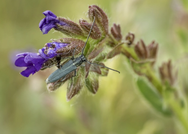 Phytoecia coerulescens - kígyósziszcincér