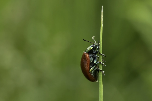 Chrysolina polita - réti mentalevelész