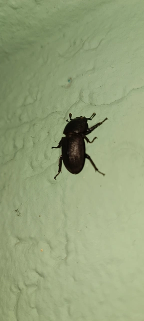 Dorcus parallelipipedus - kis szarvasbogár