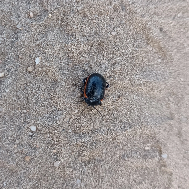 Chrysolina kuesteri - ráncos szegélyeslevelész