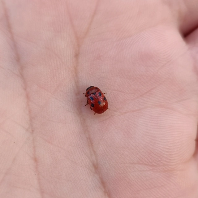 Gonioctena fornicata - közönséges lucernabogár