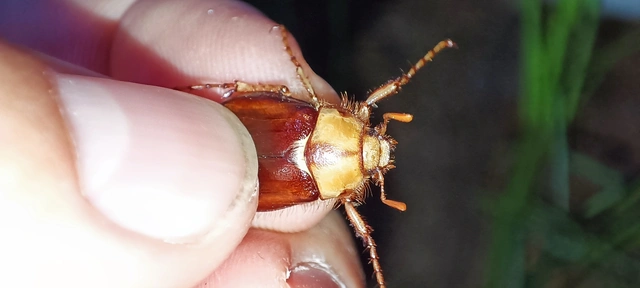 Rhizotrogus aestivus - tavaszvégi cserebogár