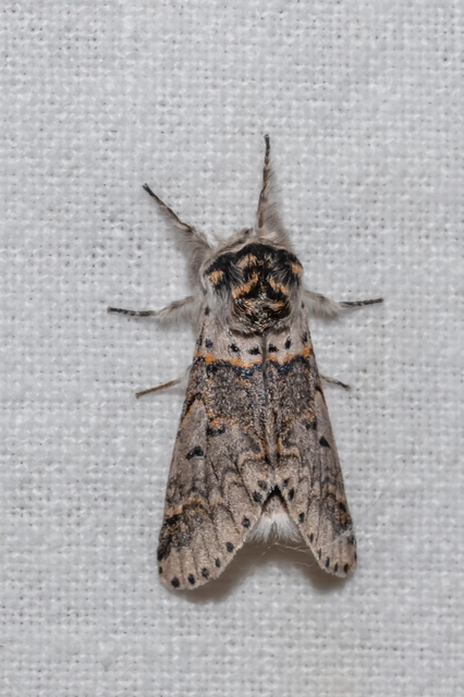 Furcula furcula - szürke púposszövő