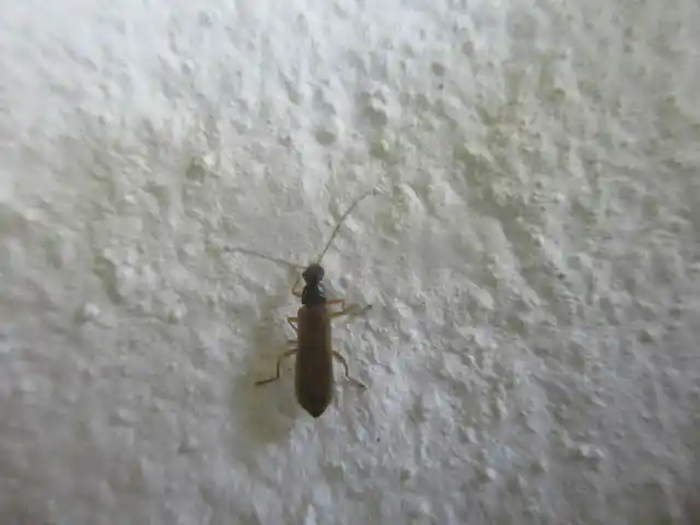 Rhagonycha lignosa - cserjés-lágybogár