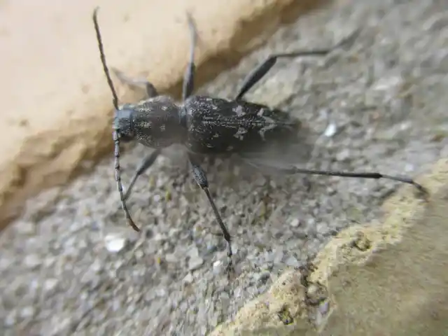 Xylotrechus rusticus - egérszínű darázscincér
