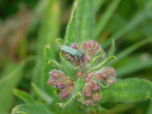 Phytoecia coerulescens - kígyósziszcincér