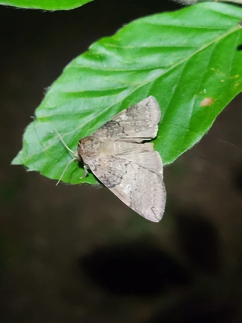 Tethea or - bélyeges pihésszövő