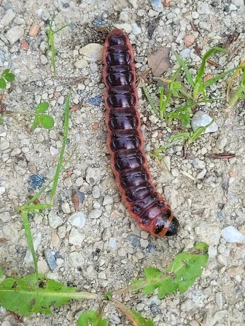 Cossus cossus - fűzfarontólepke