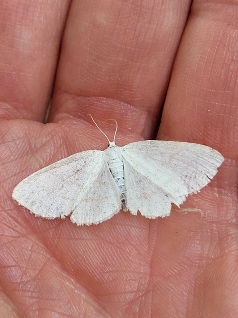 Cabera exanthemata - pettyes égeraraszoló