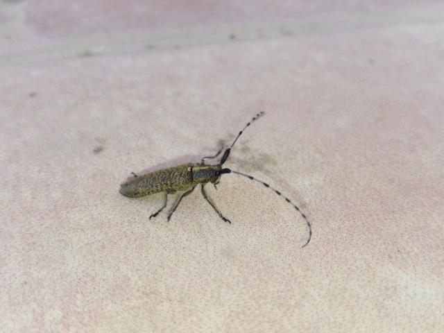 Agapanthia villosoviridescens - fehérgyűrűs bogáncscincér