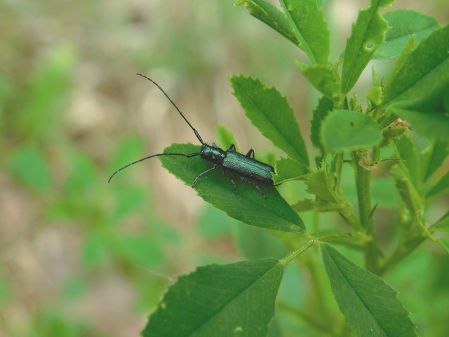 Agapanthia violacea - kék somkórócincér