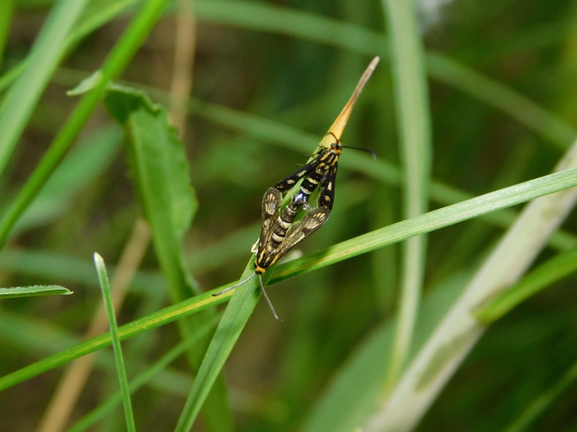 Sesiidae - szitkárfélék