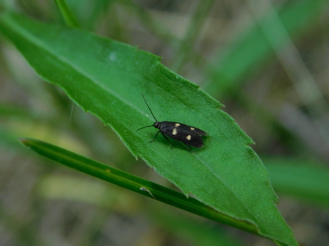 Parascythris muelleri - kétpettyes zöldmoly