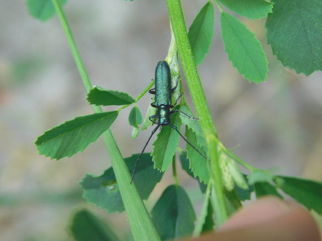 Agapanthia violacea - kék somkórócincér