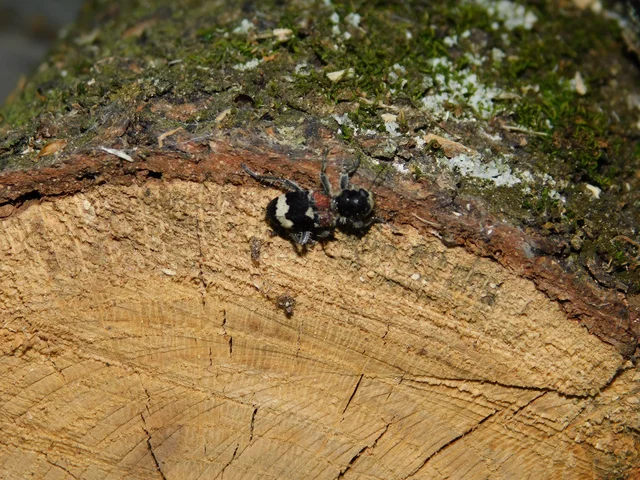 Clerus mutillarius - feketenyakú szúfarkas