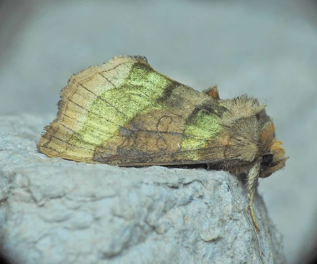 Diachrysia chrysitis - aranybagoly