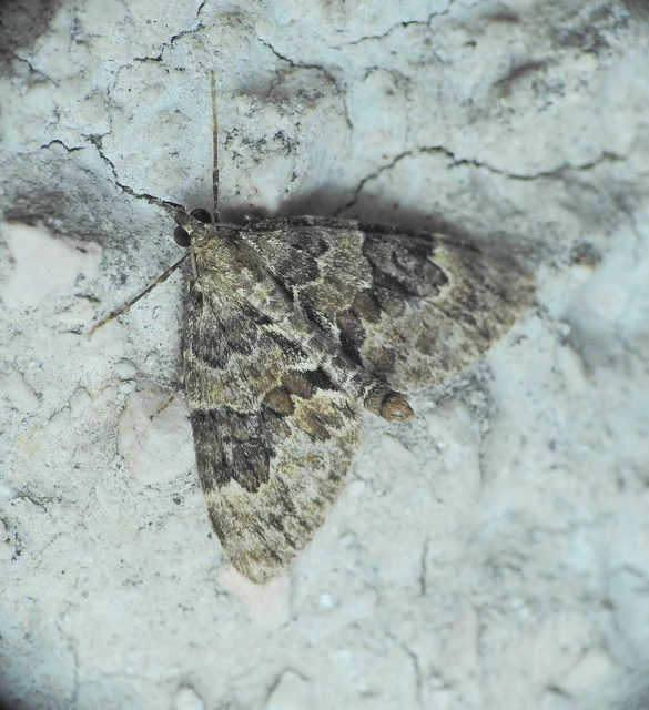 Thera variata/britannica