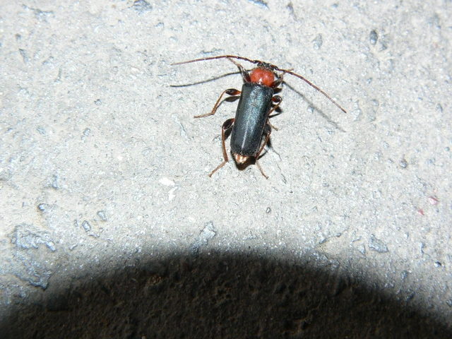 Phymatodes testaceus - változékony korongcincér Phymatodes testaceus - változékony korongcincér