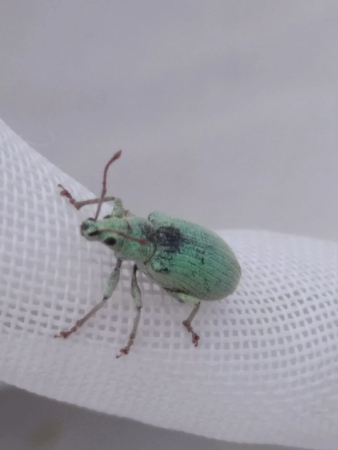 Phyllobius virideaeris - halványzöld levélormányos