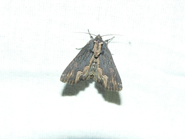 Dypterygia scabriuscula - szurokbarna nyáribagoly