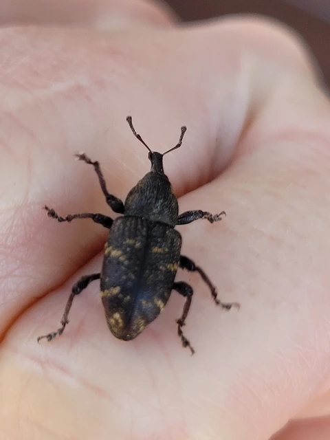 Hylobius abietis - nagy fenyvesormányos