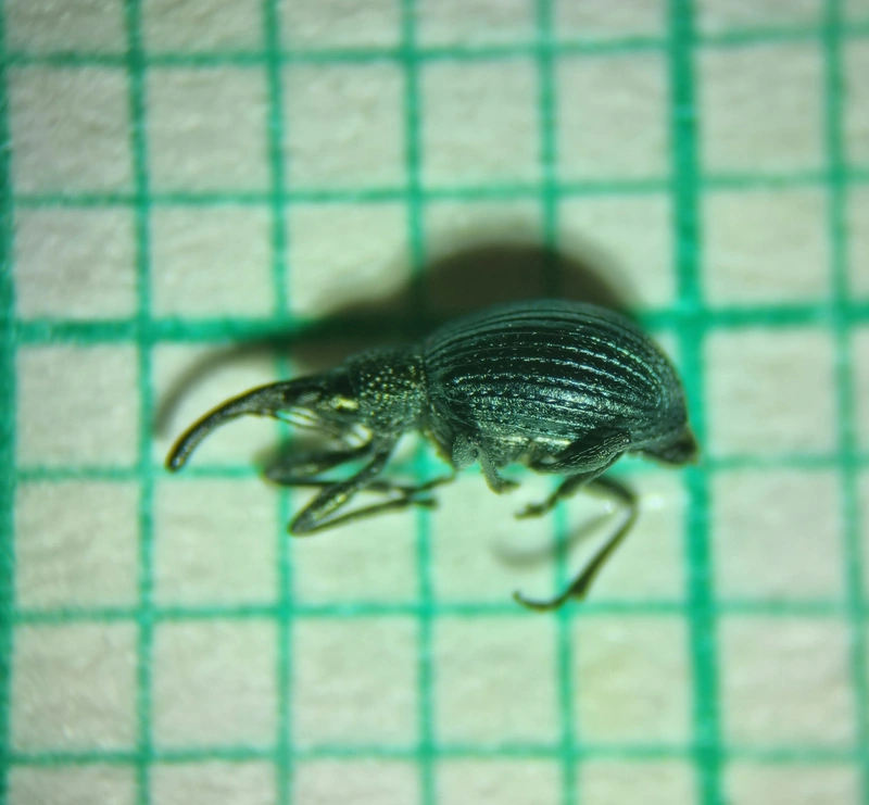 Cyanapion columbinum - lednek-cickányormányos