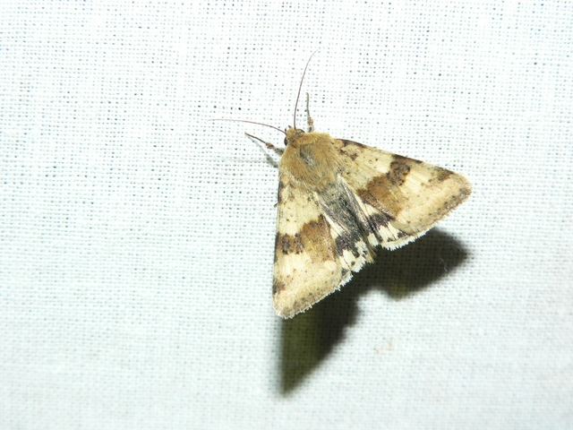 Heliothis viriplaca - mácsonyabagoly