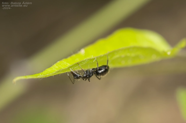 Camponotus aethiops - szőrös lóhangya
