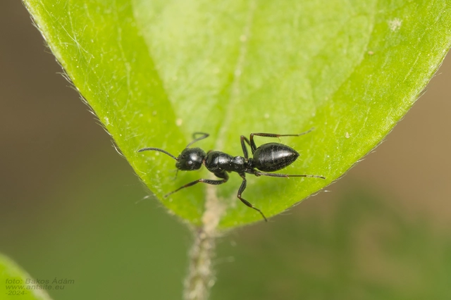 Camponotus piceus - szurkos lóhangya