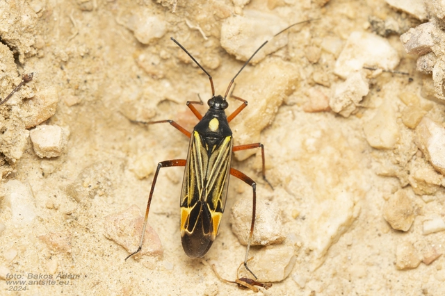 Miris striatus - sávos mezeipoloska