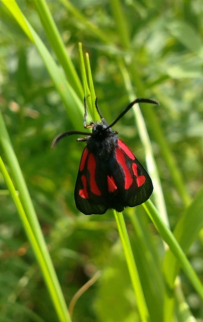 Zygaena osterodensis - ördögszem-csüngőlepke