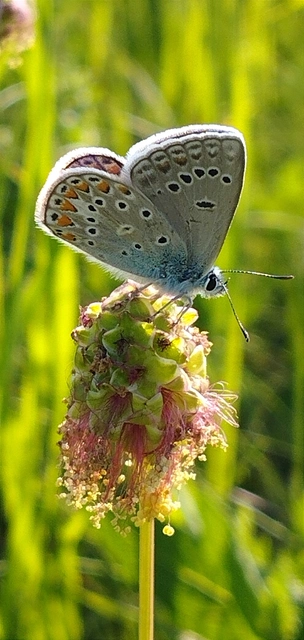 Polyommatus thersites - ibolyaszín boglárka