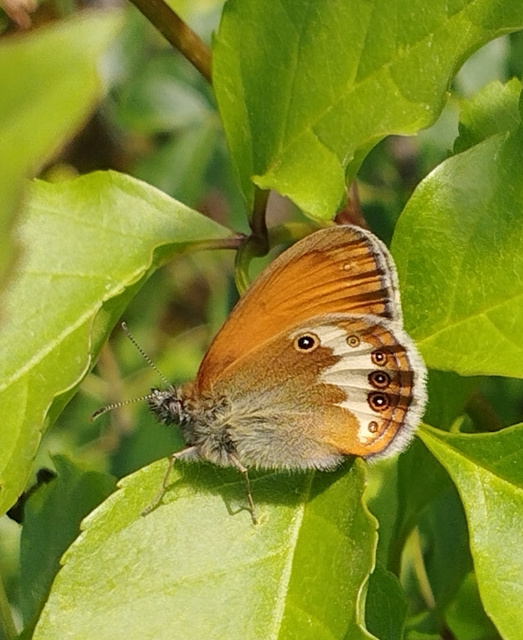Coenonympha arcania - fehéröves szénalepke