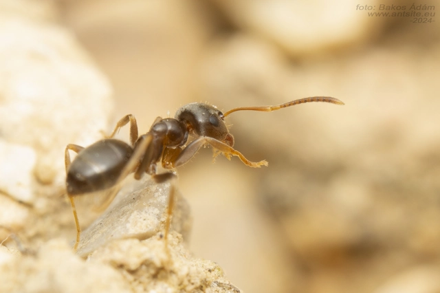 Lasius alienus - kövi feketehangya