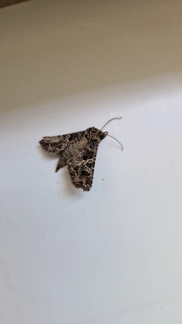Hadena bicruris/capsincola