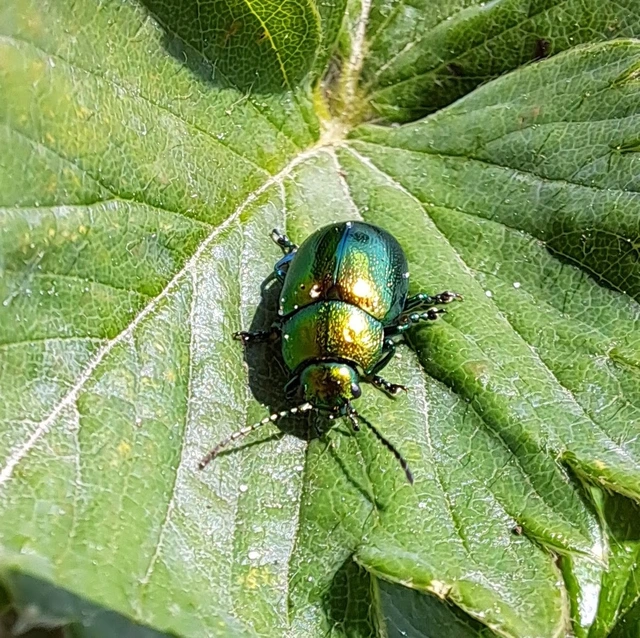 Chrysolina herbacea - zöld mentalevelész