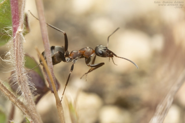 Formica cunicularia - gyakori rabszolgahangya