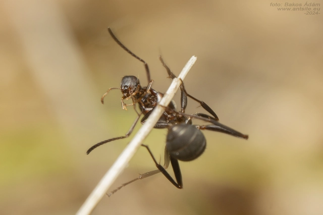 Tetramorium