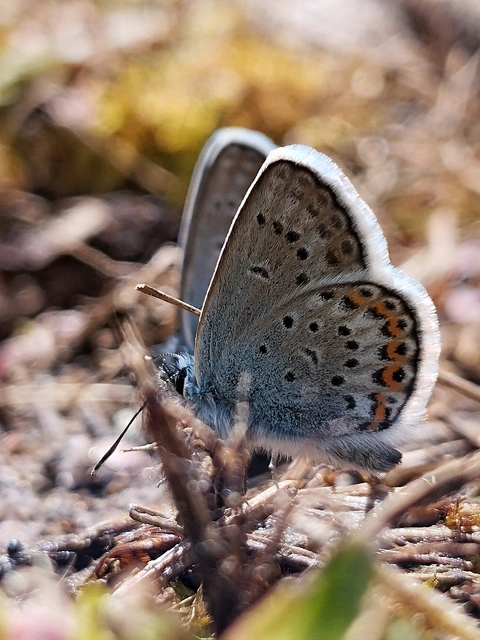 Plebejus argus - ezüstös boglárka