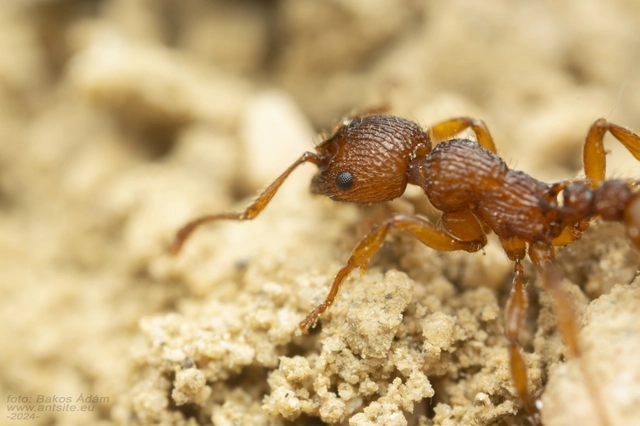 Myrmica sabuleti - gyakori bütyköshangya