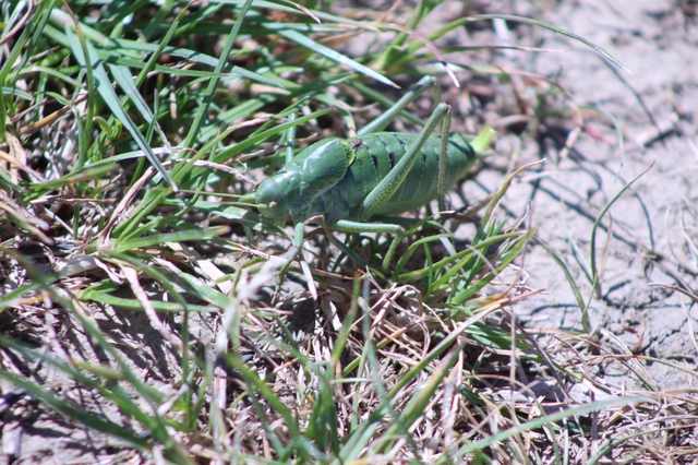 Polysarcus denticauda - fogasfarkú szöcske