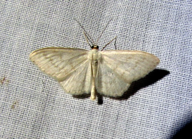 Scopula floslactata - tejfehér sávosaraszoló
