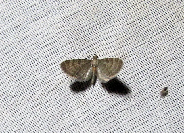 Eupithecia haworthiata - rozsdástestű törpearaszoló