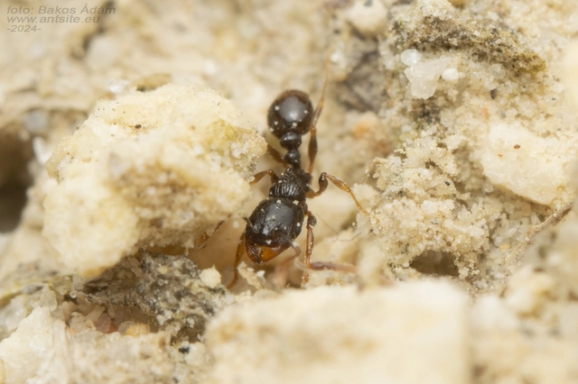Tetramorium hungaricum - magyar gyepihangya