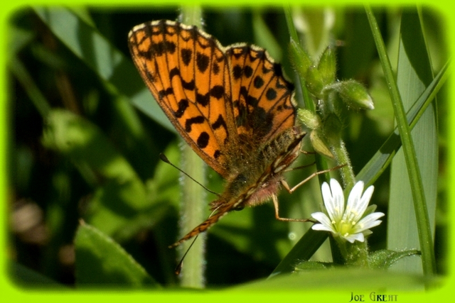 Boloria dia - kis gyöngyházlepke