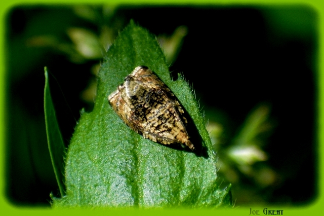 Celypha lacunana - vízparti tükrösmoly