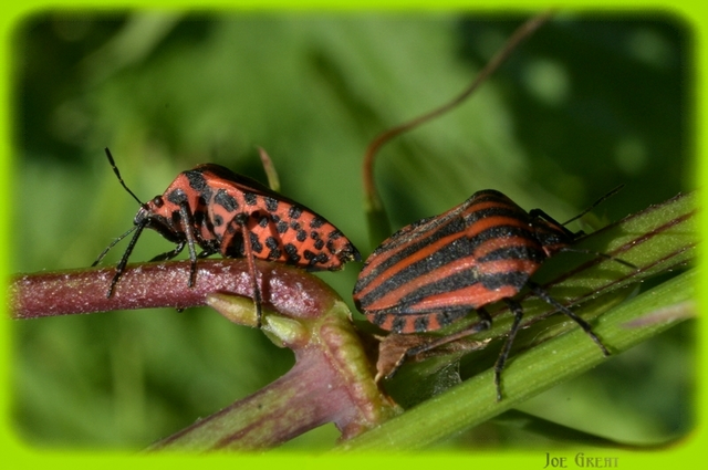 Graphosoma italicum - csíkos pajzsospoloska