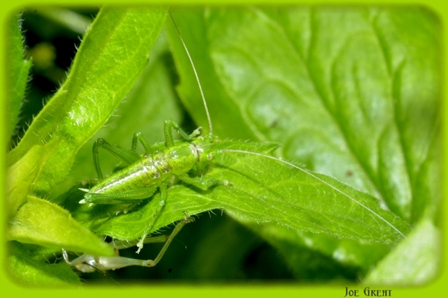 Tettigonia
